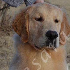 jasara golden retrievers ben