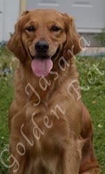 Jasara Golden Retrievers Cinna