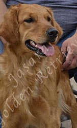 Jasara Golden Retrievers Cinna