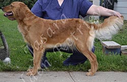Jasara Golden Retrievers Cinna