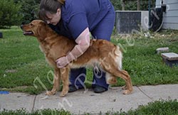 Jasara Golden Retrievers Cinna