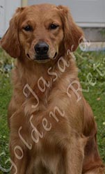 Jasara Golden Retrievers Cinna