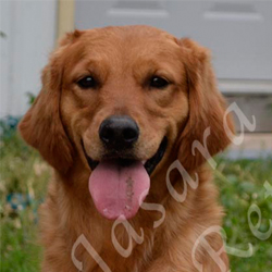 jasara golden retrievers cinna