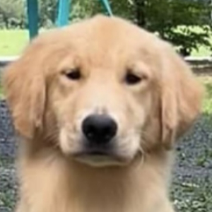 Jasara Golden Retrievers Fritter