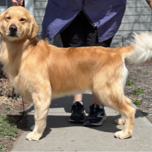 Jasara Golden Retrievers Fritter
