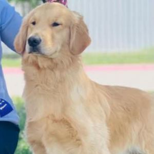 Jasara Golden Retrievers Fritter