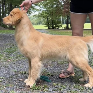 Jasara Golden Retrievers Fritter