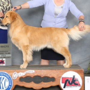Jasara Golden Retrievers Fritter