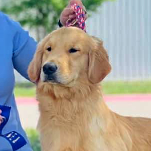 jasara golden retrievers fritter