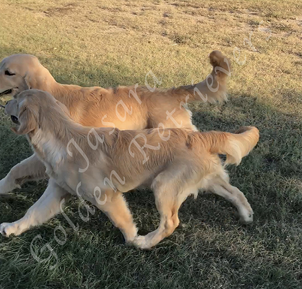 jasara golden retrievers ben and lexi
