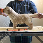 Jasara Golden Retrievers lexi