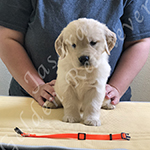 Jasara Golden Retrievers lexi