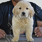 Jasara Golden Retrievers lexi