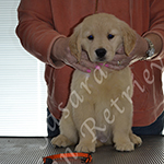 Jasara Golden Retrievers lexi
