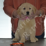 Jasara Golden Retrievers lexi