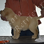 Jasara Golden Retrievers lexi