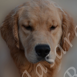 jasara golden retrievers lexi