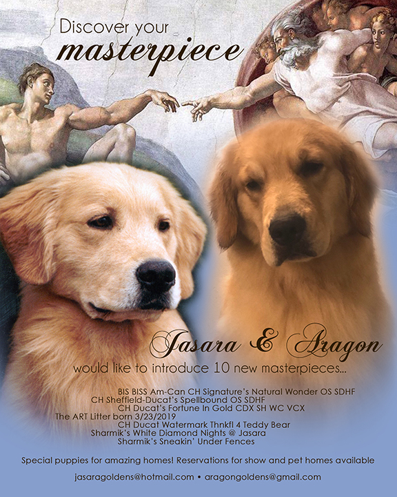 jasara golden retrievers alexis
