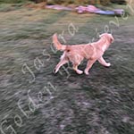 Jasara Golden Retrievers lexi