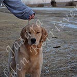 Jasara Golden Retrievers lexi