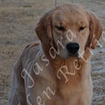 Jasara Golden Retrievers lexi