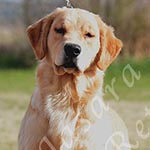Jasara Golden Retrievers lexi