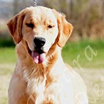 Jasara Golden Retrievers lexi