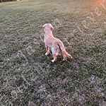 Jasara Golden Retrievers lexi
