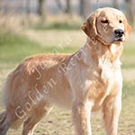Jasara Golden Retrievers lexi