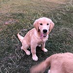 Jasara Golden Retrievers lexi