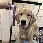 Jasara Golden Retrievers lexi