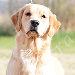 Jasara Golden Retrievers lexi
