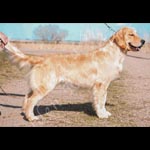 Jasara Golden Retrievers lexi