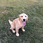 Jasara Golden Retrievers lexi