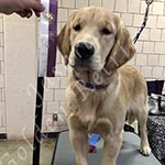 Jasara Golden Retrievers lexi