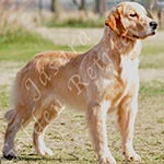 Jasara Golden Retrievers lexi