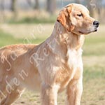 Jasara Golden Retrievers lexi