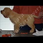 Jasara Golden Retrievers lexi