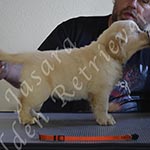Jasara Golden Retrievers lexi