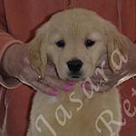 Jasara Golden Retrievers lexi