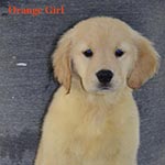 Jasara Golden Retrievers lexi