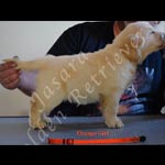 Jasara Golden Retrievers lexi