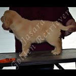 Jasara Golden Retrievers lexi