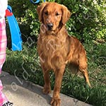 Jasara Golden Retrievers Lincoln