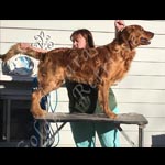 Jasara Golden Retrievers Lincoln