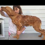 Jasara Golden Retrievers Lincoln