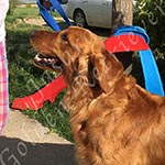 Jasara Golden Retrievers Lincoln