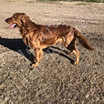 Jasara Golden Retrievers Lincoln 