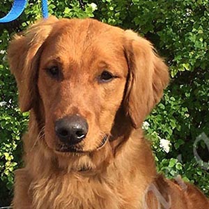 jasara golden retrievers lincoln