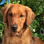 Jasara Golden Retrievers Lincoln